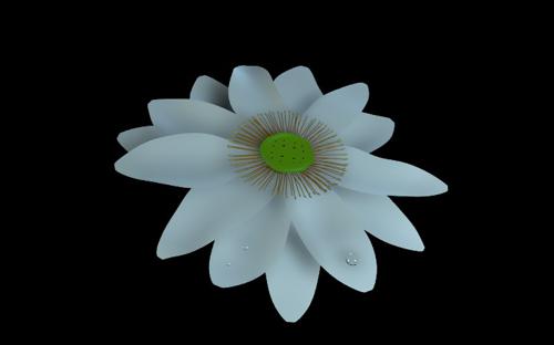 Lotus flower