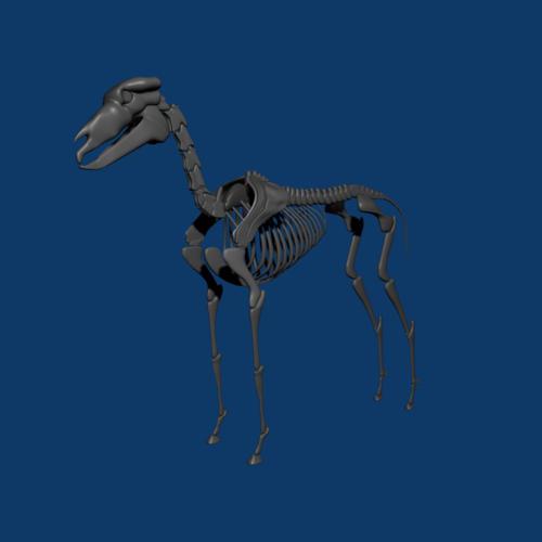 Horse skeleton- Rigged