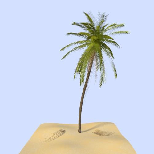Palm Tree