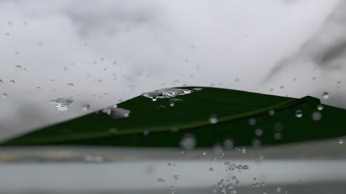 Rainy Leaf