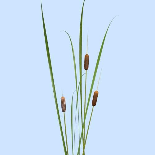 Cattails