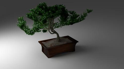 Bonsai