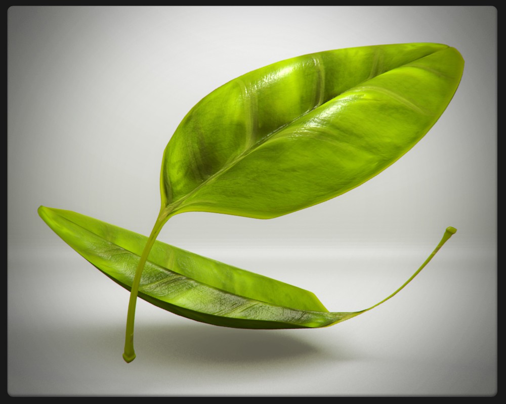 Leaf model
