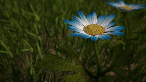 Chrysanthemum