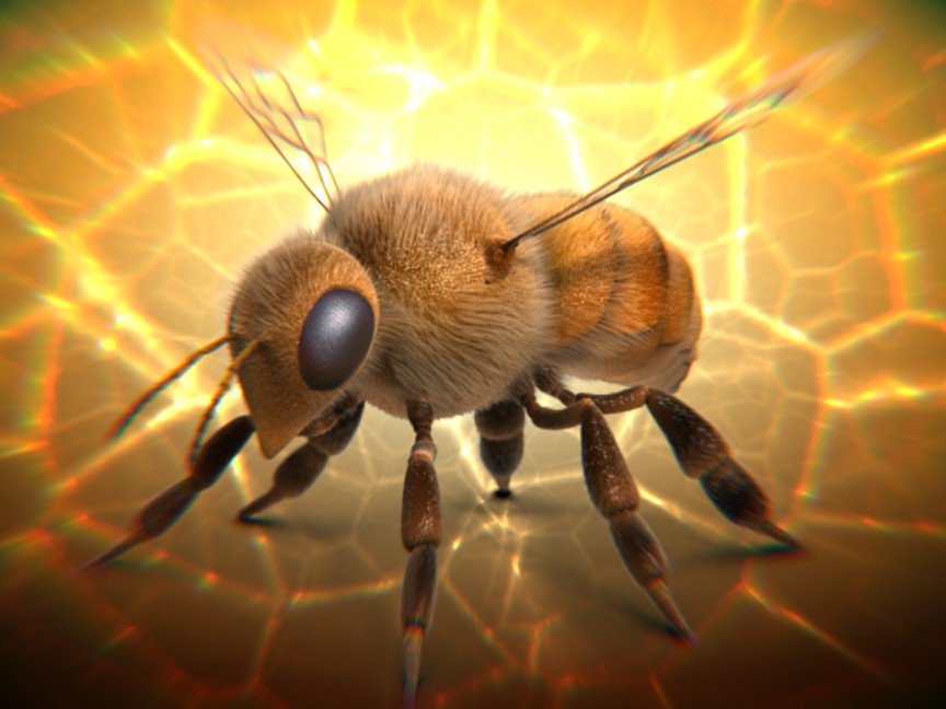 Honey Bee