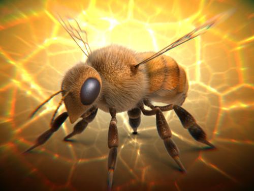 Honey Bee