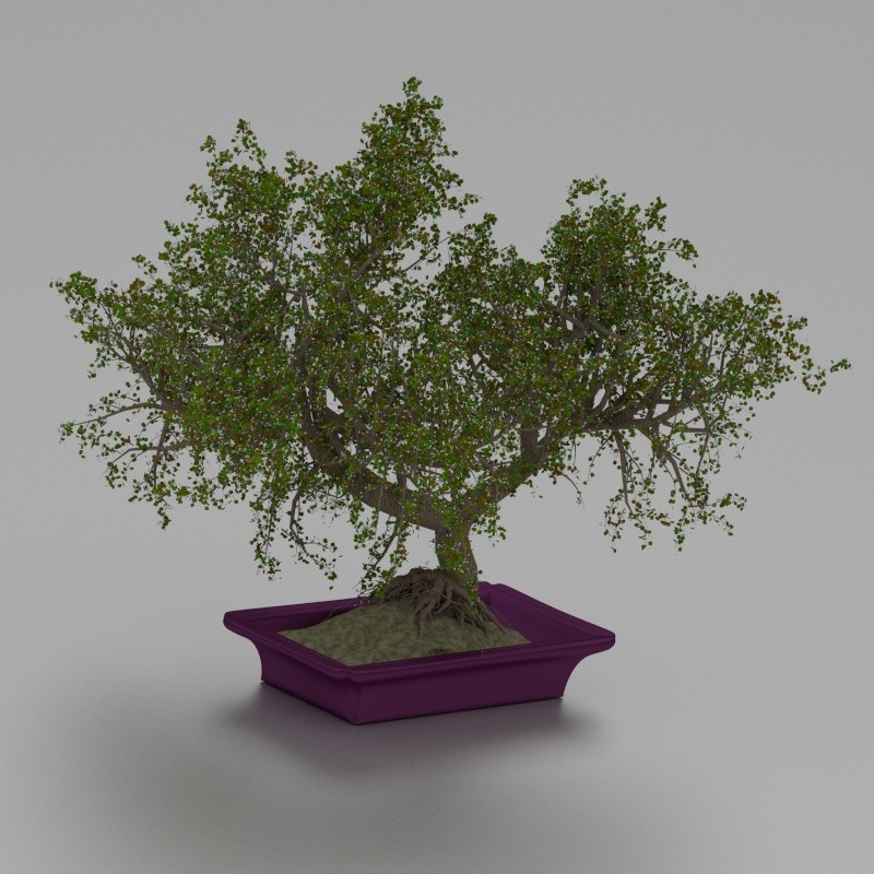 bonsai
