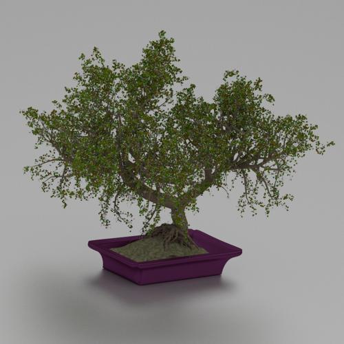 bonsai