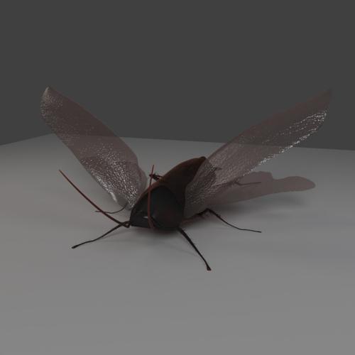 Smokey Brown Cockroach Cycles