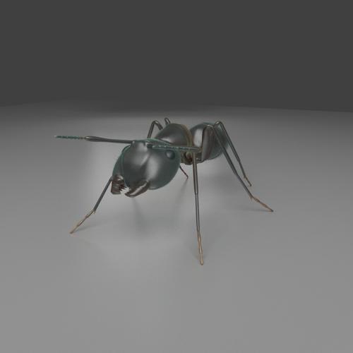 Carpenter Ant Cycles