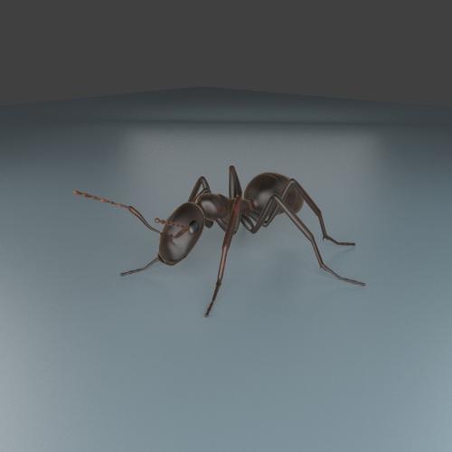 Black Garden Ant Cycles