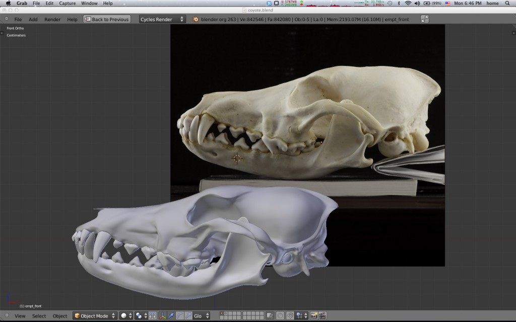 Coyote skull model  Canis latrans