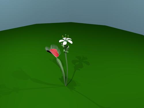 Venis Fly Trap