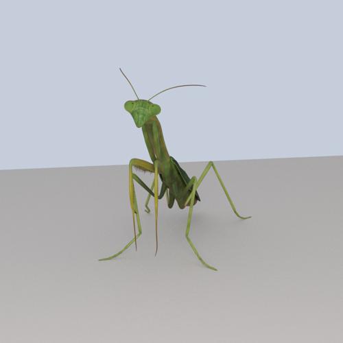 Praying Mantis