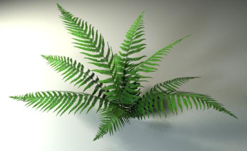 Fern