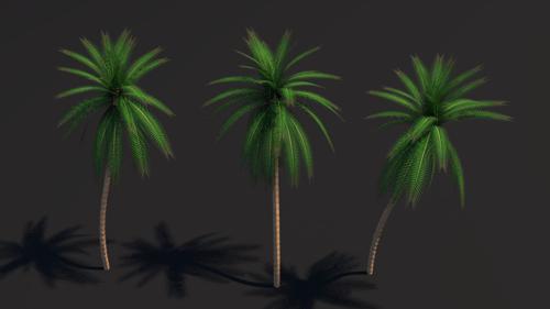 Palm Tree  Cycles Ready