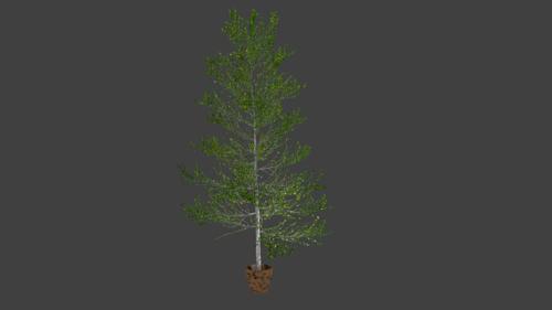 A Tree