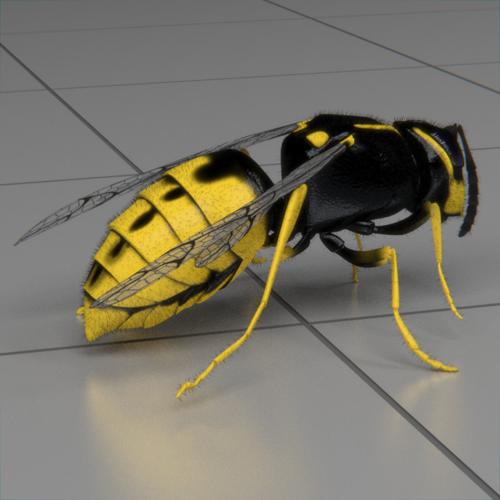 wasp animated