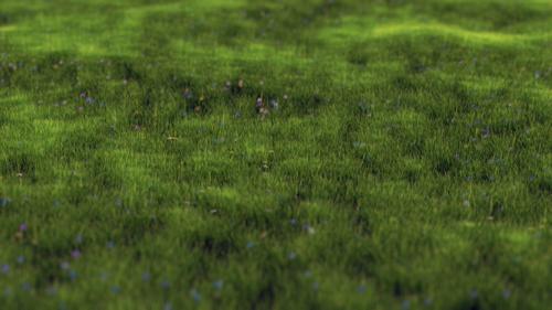 Grass