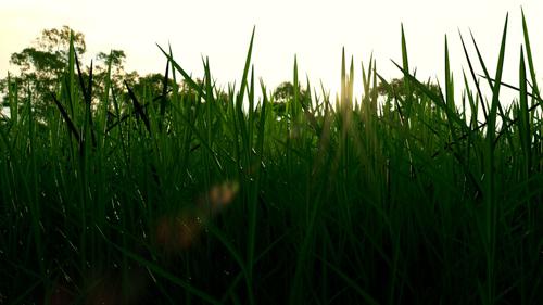 Realistic Grass