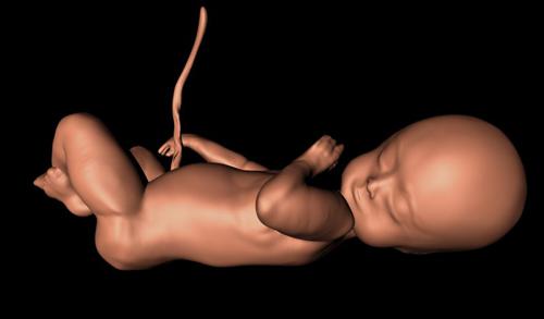In-Virto Fetus