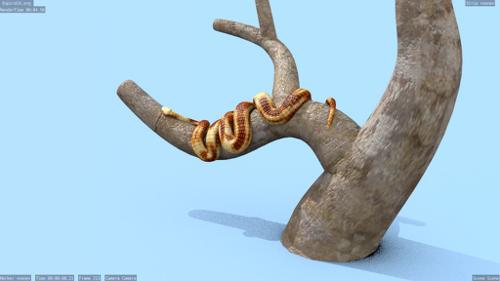 Boa