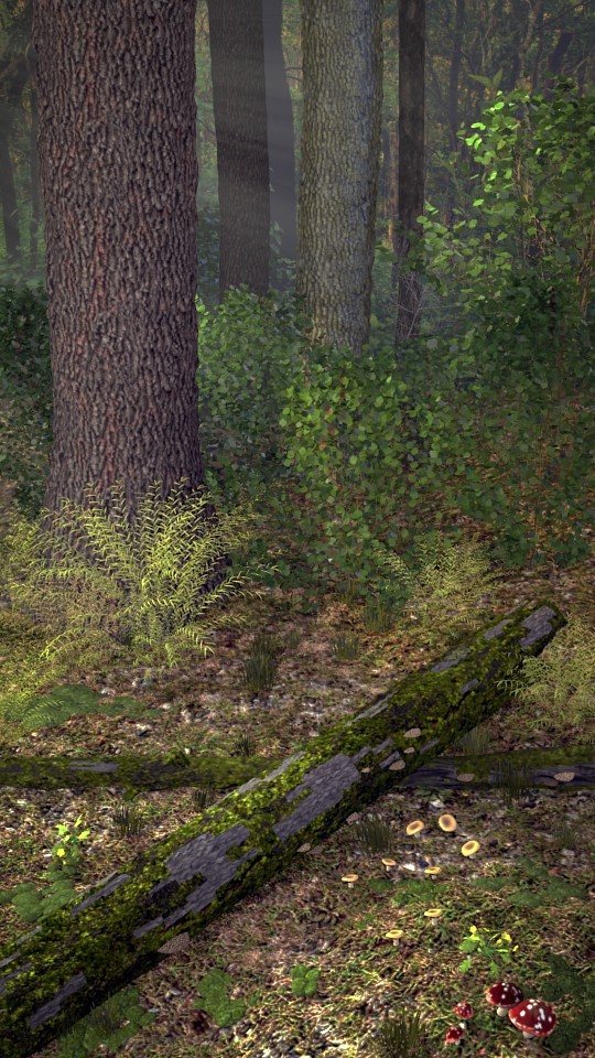 Forest Floor