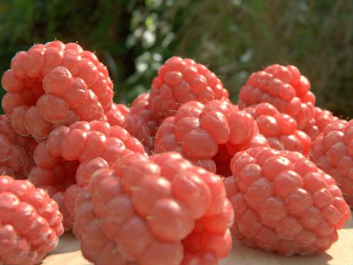 raspberries