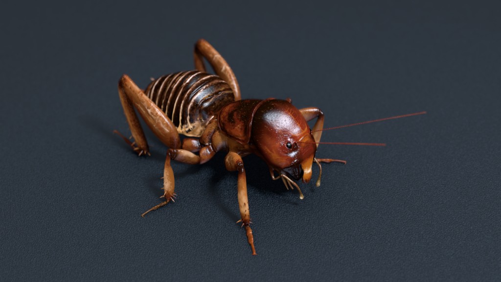 Stenopelmatus Jerusalem Cricket