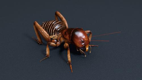 Stenopelmatus Jerusalem Cricket