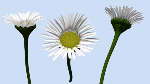 daisy