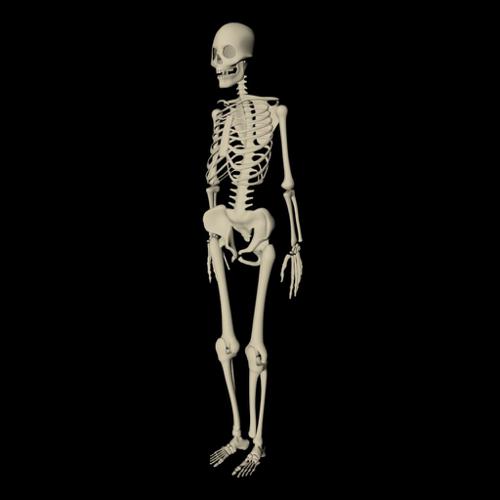 Skeleton  Unrigged