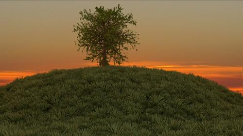 Cycles Grass and Tree