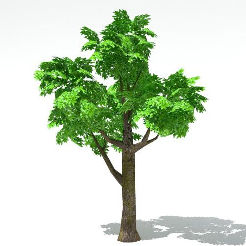 tree