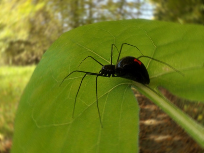 Black Widow