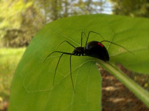 Black Widow