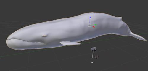 Quality Blender Whale
