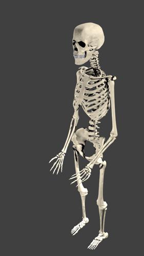 Skeleton