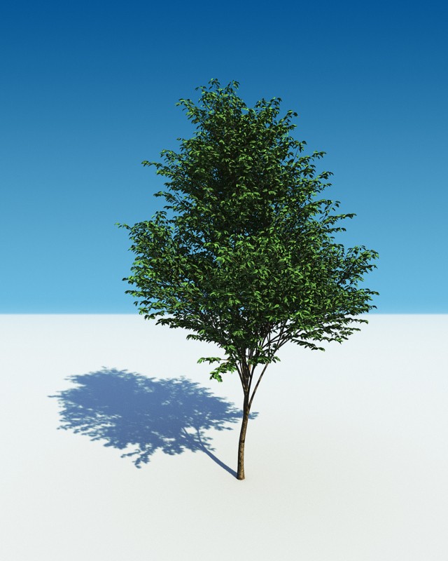 tree12
