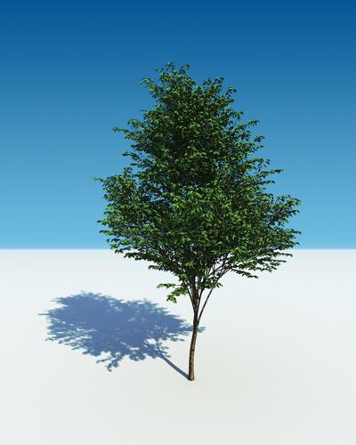 tree12
