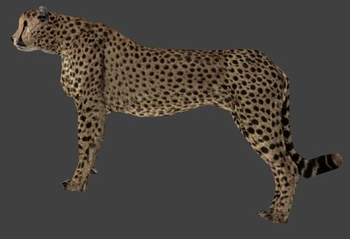 Cheetah