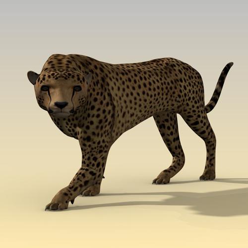 Cheetah Redux