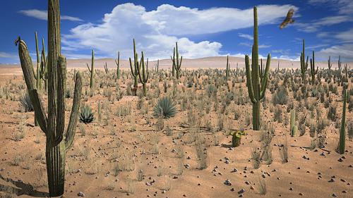 Desert Scene