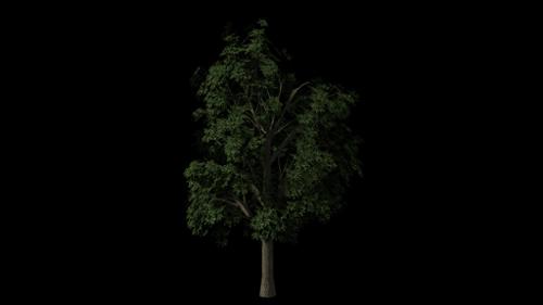 Realistic Tree
