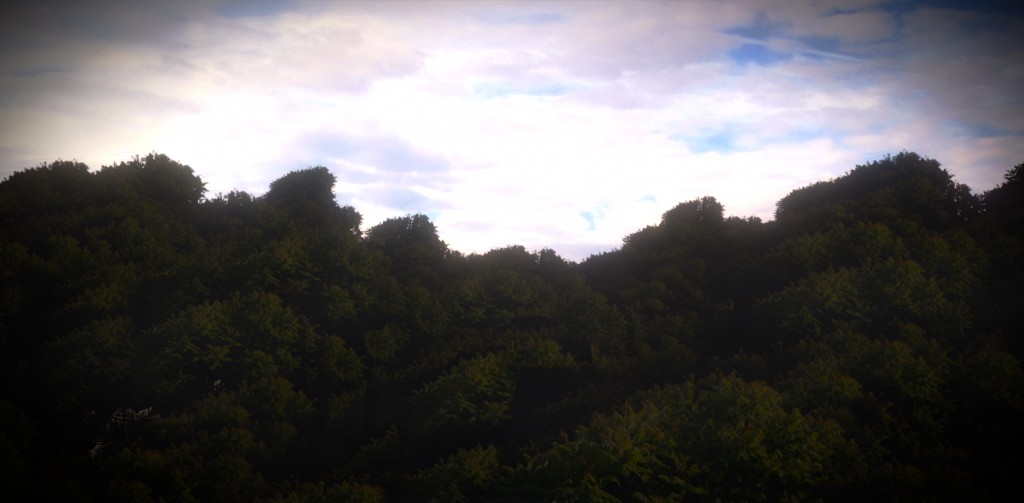 -Field of Trees-