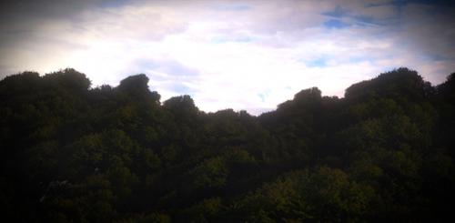 -Field of Trees-