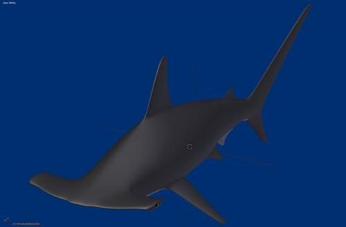hammerhead shark