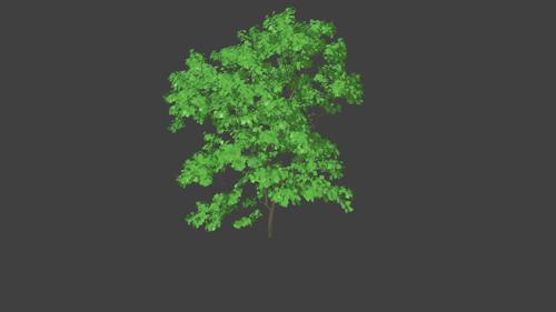 Tree Sketch Tree #1