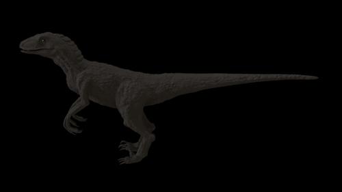 raptor untextured