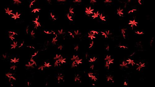 RAIN OF FLOWERS